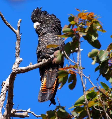 Female Forest Red Tail Black Cockatoo