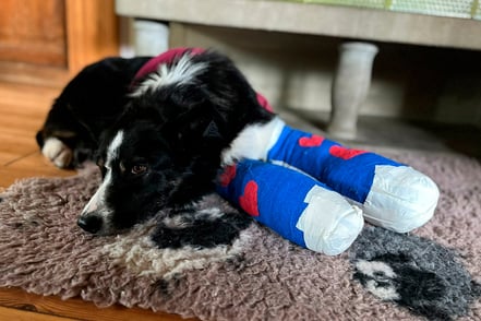 Psoas Hundephysiotherapie Bild Physiotherapie im Schwimmbecken nach einer Operation