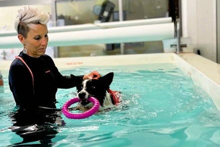 Psoas Hundephysiotherapie Bild unsichere Hunde