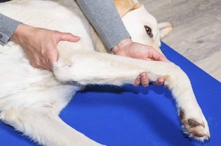 Psoas Hundephysiotherapie Bild Vorbereitung auf eine Operation