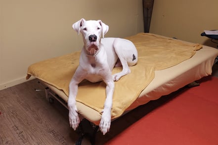 Psoas Hundephysiotherapie Bild altersbeschränkte Einschränkungen