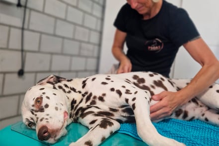 Psoas-Hundephysiotherapie Bild Erkrankung des Bewegungapparates