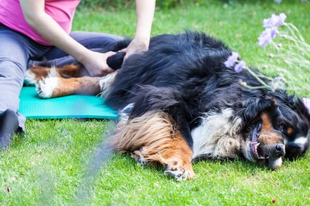 Psoas Hundephysiotherapie Bild wenn der Hund lahmt