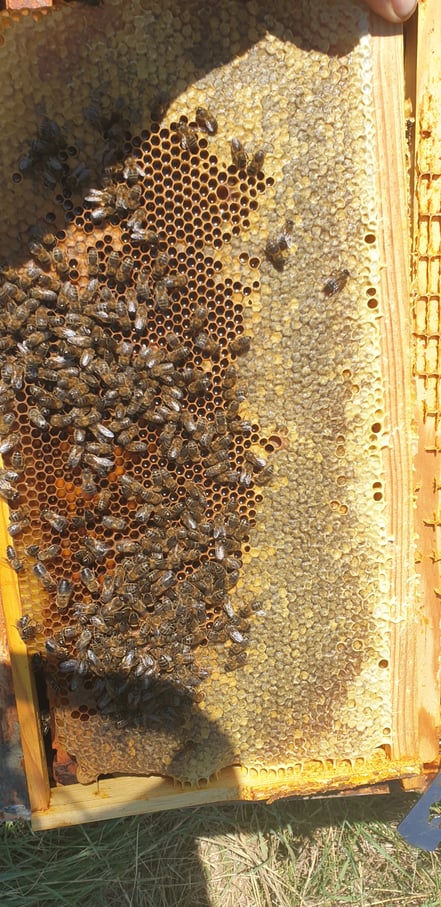 cadre en bordure du couvain quelques jours après la fin de la miéllée