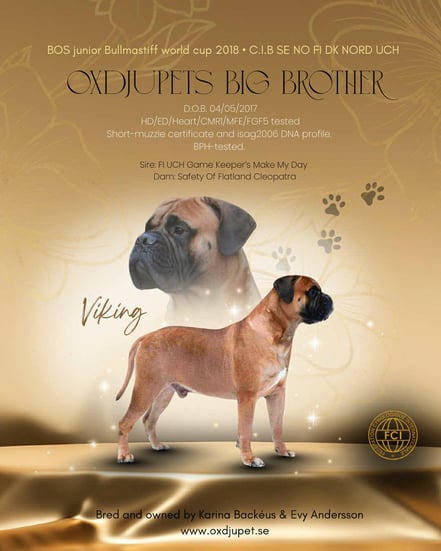ch. Oxdjupets Big Brother 'Viking'