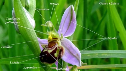 Morphologie d'une Orchidée