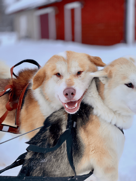 Ragnar and lagertha, greenlanddogs
