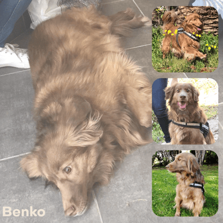 BENKO adopté en août 2019