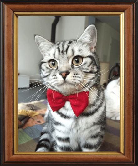 Henry, British-Kurzhaar ♂ (Geb. April 2015)