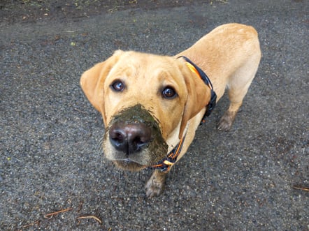 Our newest member of the family: Puma, born on the 16th of December 2023.