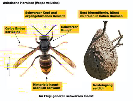 (Bild:asiatischehornisse.ch)