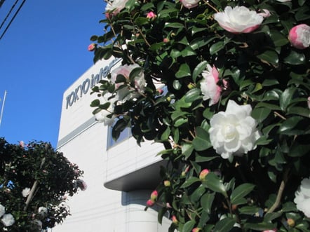 山茶花/東京インテリア/東京デザインセンター/家具/インテリア/栃木県鹿沼市/花