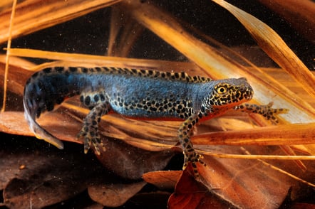 Bergmolch, Foto: Niklas Banowski