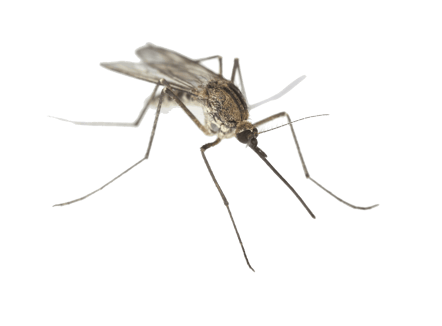 moustique image animaux transparent sur fond blanc pour site web illustration ecole montessori