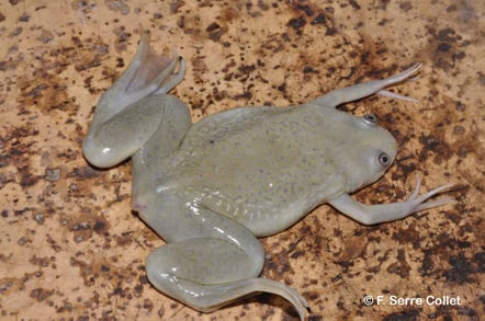 Le xénope lisse, Xenopus laevis (source : inpn)