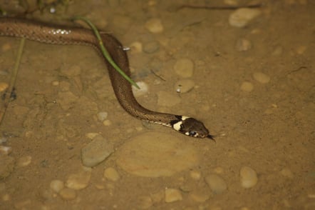  Ringelnattern auf der Jagd nach erwachsenen Amphibien und auch sehr erfolgreich nach Kaulquappen (Foto: B. Pellkofer)