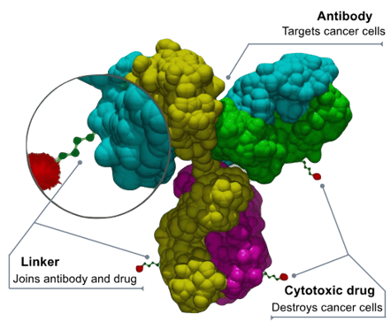 Conjugué anticorps-médicament