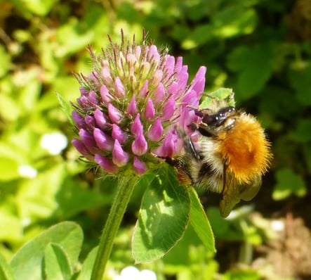 Foto: Honigbiene auf Klee, Gabriele Maas