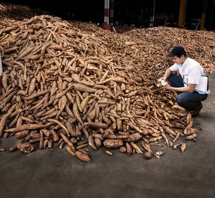 maniok, tapioca, tropenwurzel, lagerhalle, brot der erde, super food, glutenfree, vegan, gesund essen, brasilien, kulturpflanze