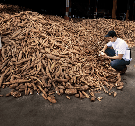yuca, tapioca, raíz tropical, almacén, pan de la tierra, súper alimento, sin gluten, vegano, alimentación saludable, brasil, planta cultivada