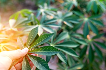 yuca, hojas de yuca, planta de yuca, rotación de cultivos, cría de ganado, fertilizantes para jardines, brasil, raíz tropical, ecología, protección ambiental, viajes a brasil