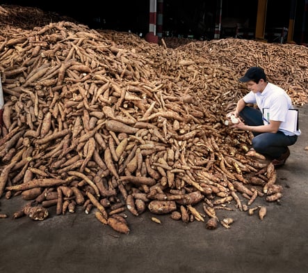 cassava, tapioca, tropical root, warehouse, bread of the earth, super food, gluten-free, vegan, healthy eating, brazil, cultivated plant