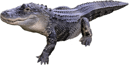 alligator image animaux transparent sur fond blanc pour site web illustration ecole montessori
