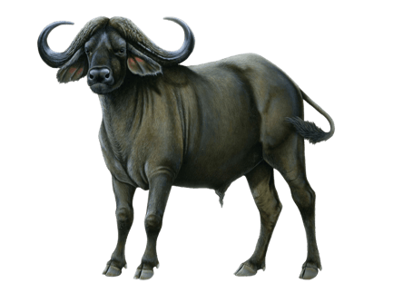 Image animaux detourée transparent sur fond blanc buffle d'Afrique png