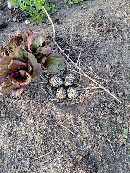 Ein Kiebitznest mit vier Eiern, das sich mitten auf einem Salatfeld befindet