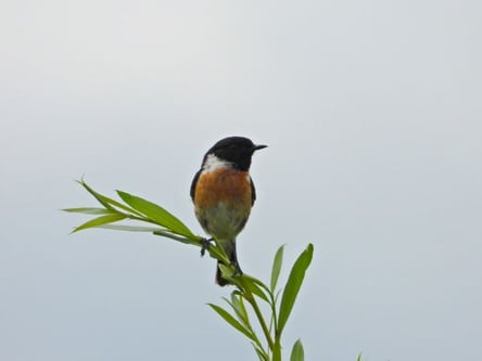 Schwarzkehlchen (Foto: Sebastian Zysk) 