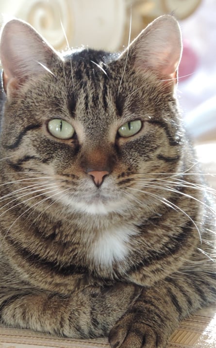 Holly ... auch meine Seelenkatze :o)