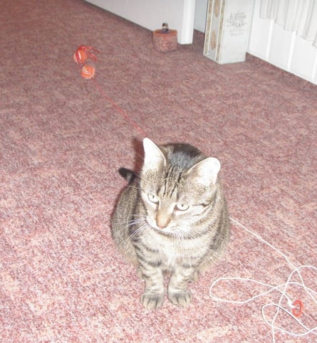 Spielsüchtige Holly ;o)