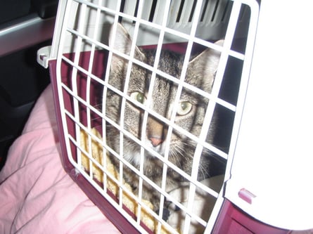 Holly war ganz lieb während der über 4 Stunden Fahrt und hat nicht miaut ... :o)