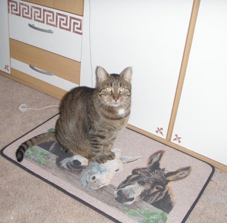 Holly im Arbeitszimmer ... auf der Esel-Matte von Nicky :o)