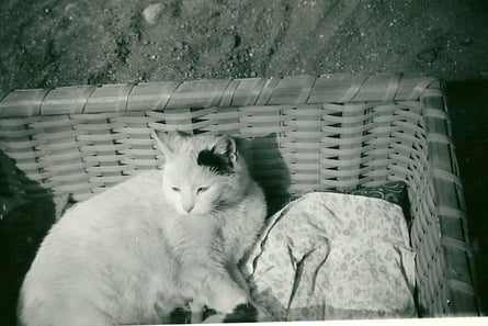 Miez war meine erste Seelenkatze :o)