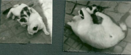 Miez und Morly ... Miez lief mir zu, da war sie schon 12 Jahre alt (wie ich später von der ehem. Besitzerin erfuhr) ... sie war auch sehr auf mich fixiert :o)