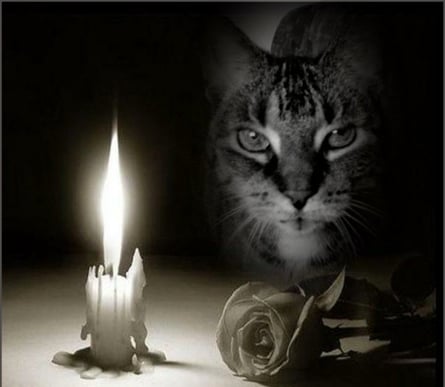 Ruhe in Frieden, mein kleiner Grizzy-Schatz ...