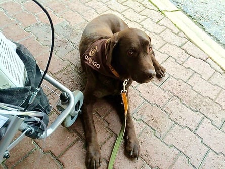 Therapiehund Django liegt neben einem Rollator und scheint etwas kamerascheu