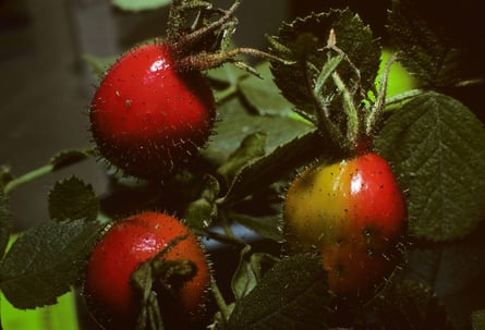 Kodachrome, Hagebuttenbüten