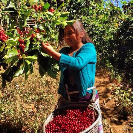 Pflückerin auf Monte de Oro in Guatemala
