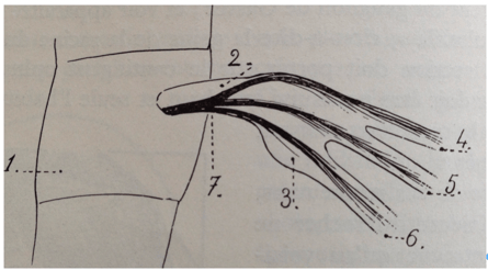 Fig. 3 — Le ganglion de Gasser et le trajet des différents contingents selon Guillaume [17]