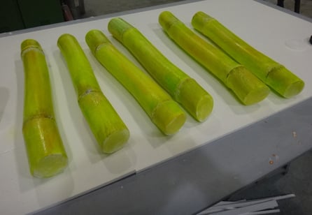 Caña de Azucar Gigante (60 cm)