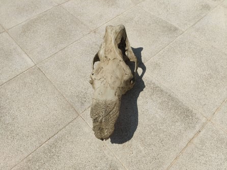 replica craneo  museo