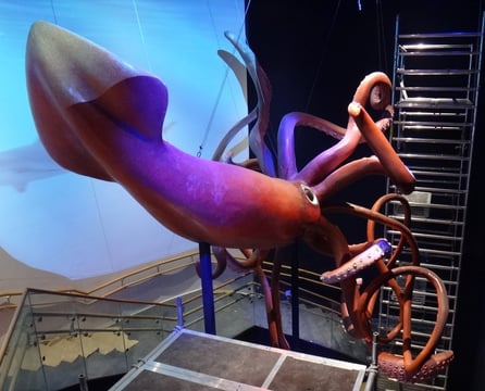 Kraken, Calamar gigante para el Nuevo Aquario Atlantis