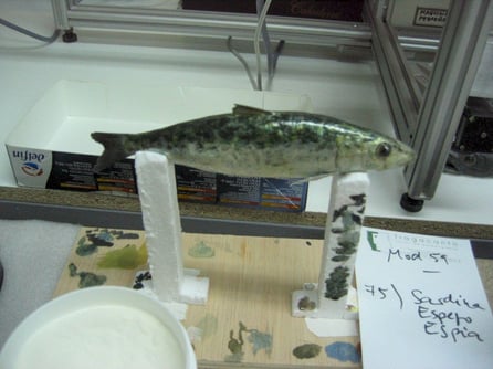 Sardina, ficticio para Museo