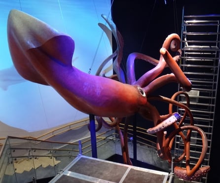 Corporeo de Calamar Gigante Acuario Atlantis / Xanadú