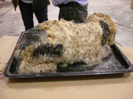 Ficticio de Perro Asado sobre una Bandeja de Horno, para escena en la película La Carta Esférica