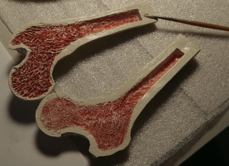 Femur, Hueso seccionado, Modelo para Exposición