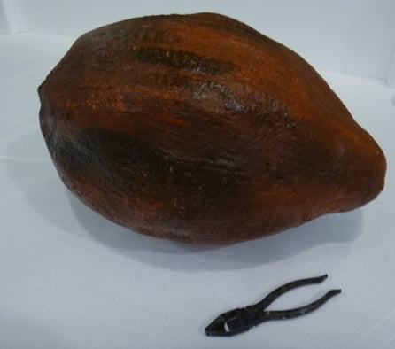Fruta del Cacao (50 cm)
