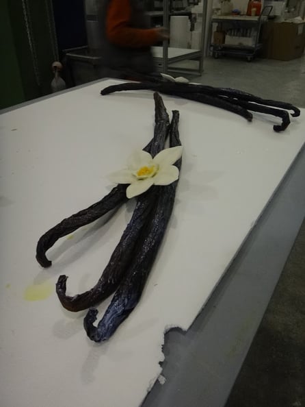 Vainas de Vainilla Gigantes (60 cm) , con flor de la vainilla